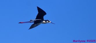 DSC_5176_001.JPG