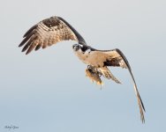 OspreyFish-66.jpg