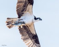 OspreyFish-67.jpg