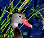 DSC_5206_001.JPG