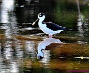 DSC_5194_001.JPG