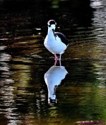 DSC_5199_001.JPG