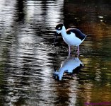 DSC_5200_001.JPG