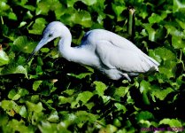 DSC_5213_001.JPG