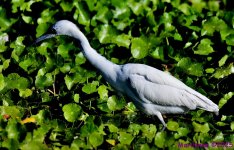 DSC_5217_001.JPG