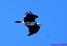 DSC_5223_001.JPG