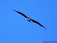 DSC_5231_001.JPG