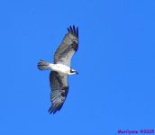 DSC_5238_stitch3_001.JPG