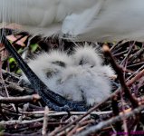 DSC_5277_001.JPG
