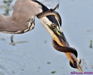 DSC_5292_stitch_001.JPG