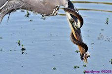 DSC_5303_stitch4_001_01.JPG