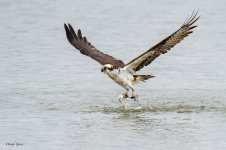 OspreyDiveCatch-68.jpg