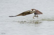 OspreyDiveCatch-69.jpg
