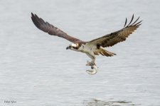 OspreyDiveCatch-70.jpg