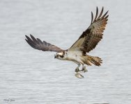 OspreyDiveCatch-71.jpg