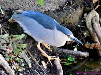 DSC_5387_001.JPG