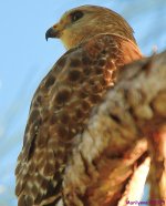 DSC_5417_001.JPG
