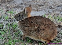 DSC_5440_001.JPG