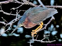 DSC_5448_001.JPG