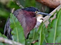 DSC_5558_001.JPG