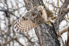 OwlFlight-70.jpg