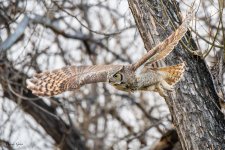 OwlFlight-71.jpg