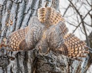 OwlDiveTakeoff-70.jpg