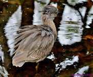 DSC_5603_001.JPG