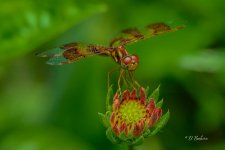 _DSC3696-topaz-denoiseraw-sharpen.jpg