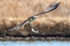 OspreyFish-72.jpg