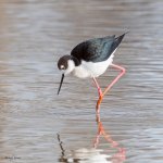 BlackNeckStilt-73.jpg