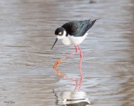 BlackNeckStilt-74.jpg