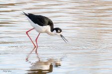 BlackNeckStilt-76.jpg