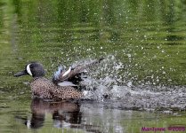 DSC_5674_001.JPG