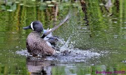 DSC_5685_001.JPG