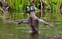 DSC_5711_001.JPG