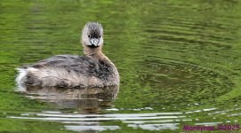 DSC_5722_001.JPG