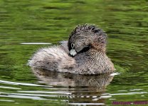 DSC_5725_001.JPG