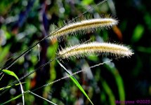 DSC_5778_001.JPG