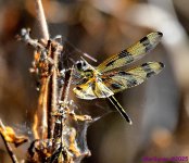 DSC_5779_001.JPG