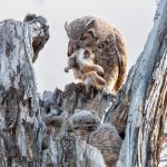 OwlPrey-73.jpg