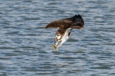 OspreyCatchSeries-81.jpg