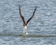 OspreyCatchSeries-83.jpg