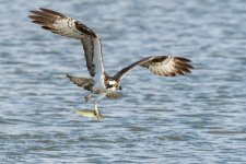 OspreyCatchSeries-85.jpg
