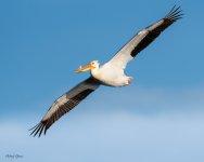 PeliFlight-80.jpg