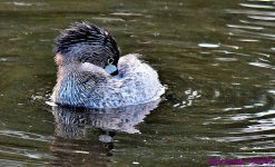 DSC_6050_001.JPG