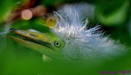 DSC_6175_001.JPG