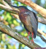 DSC_6216_001.JPG