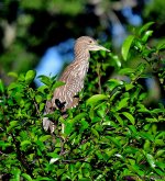 DSC_6298_001.JPG