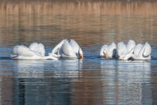 PelicanGroupFishing-84.jpg